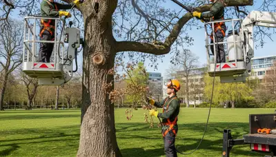 Las Vegas arborist diagnosing tree disease for professional tree treatment and care