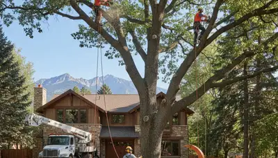 Tree service crew in Las Vegas, NV performing professional tree removal and trimming