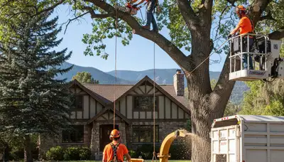 Tree service crew in Las Vegas, NV providing professional tree trimming and removal services