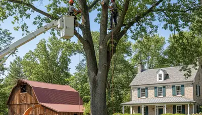 Professional tree service crew in Las Vegas, NV trimming and maintaining trees for a commercial property