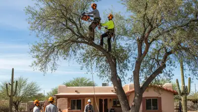 Professional tree service crew in Las Vegas, NV providing safe tree trimming and removal
