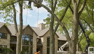Tree service crew in Las Vegas, NV providing professional tree care and removal services