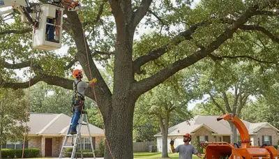 Las Vegas, NV tree trimming service team providing expert pruning for healthy, safe trees