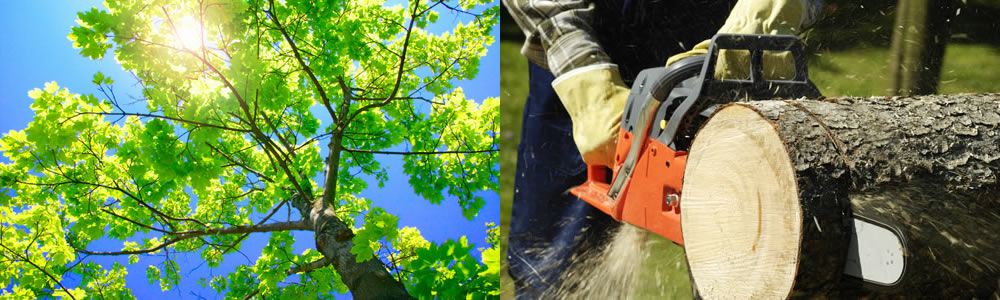 Tree Services North Las Vegas